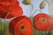 Coquelicots